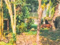 Kebun Binatang Ragunan Jakarta Harimau Kebun Binatang Ragunan