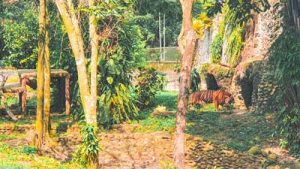 Harimau Kebun Binatang Ragunan