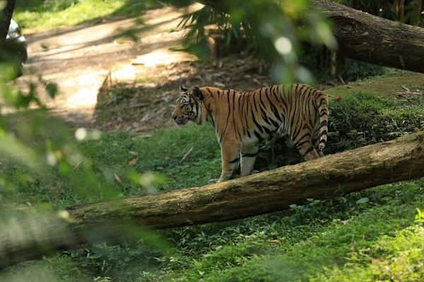 Paket Wisata Taman Safari Indonesia Bogor