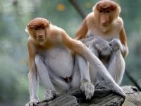Taman Safari Indonesia Bogor Paket Wisata Taman Safari Bogor