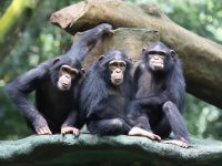 Taman Safari Indonesia Bogor Paket Wisata Taman Safari Bogor