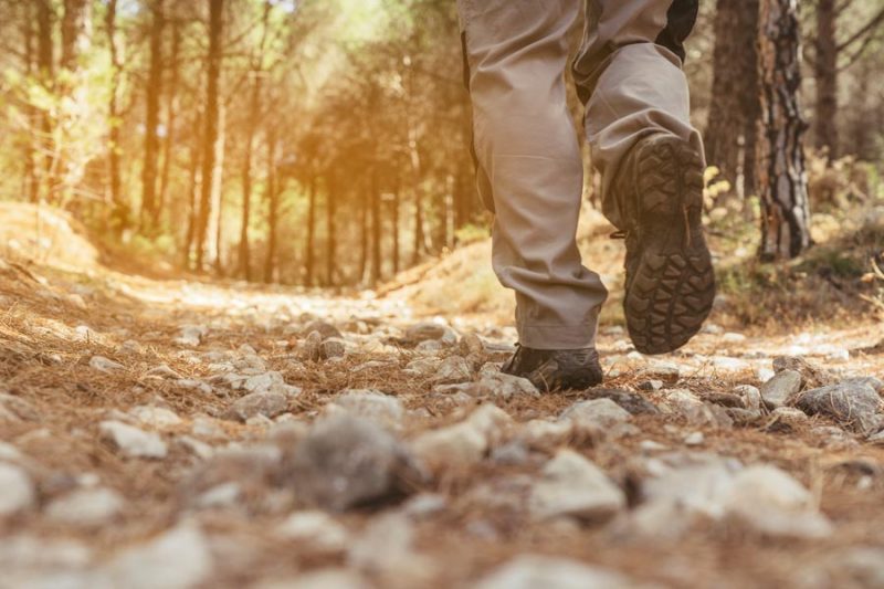 Trekking Hutan Pinus