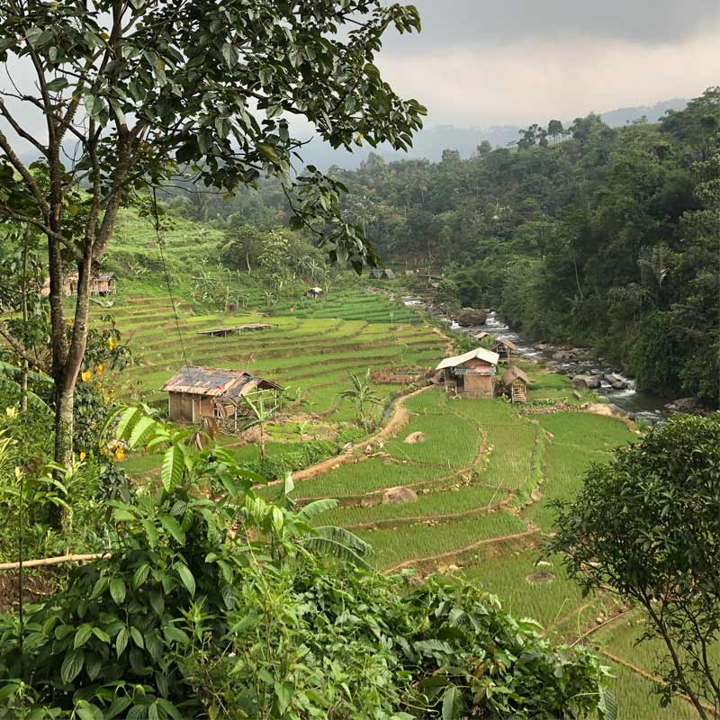 Persawahan-trekking-sentul-hiking-bogor