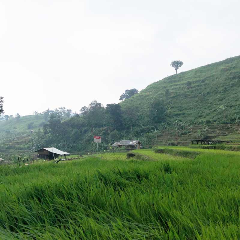 Persawahan-trekking-sentul